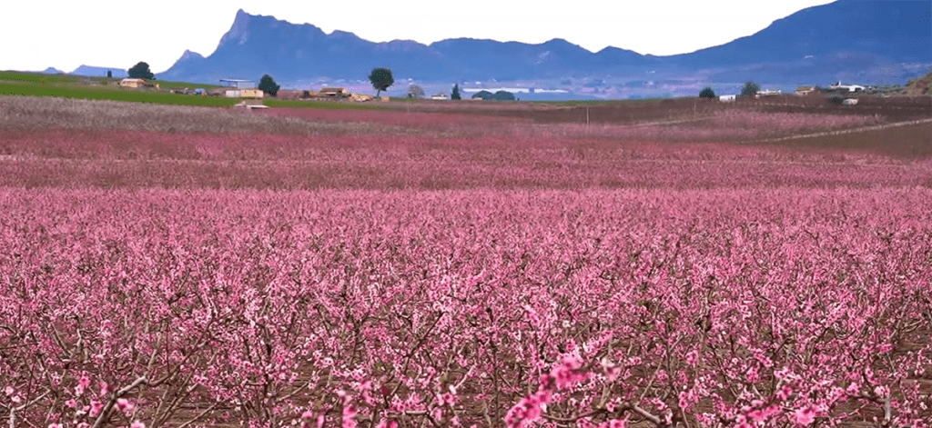 Floración Cieza